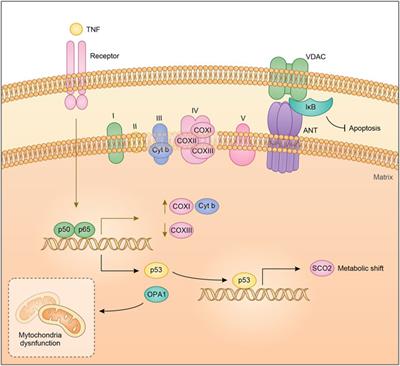 Shedding Light on NF-κB Functions in Cellular Organelles